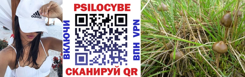 купить Куртамыш Псилоцибиновые грибы Magic Shrooms